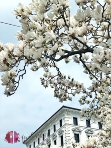 magnolie in lugano. Der Frühling ist schon im Tessin angekommen