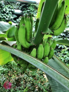 bananen am strauch