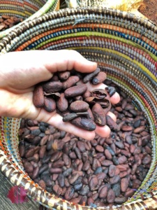 kakao bohnen aus dem tropenhaus