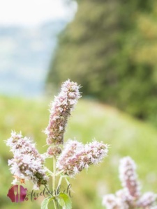 Natur Erleben