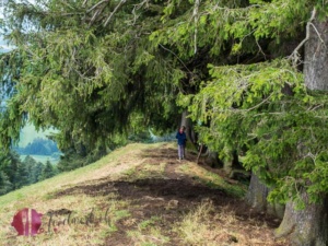 Unter Tannen führt der Weg