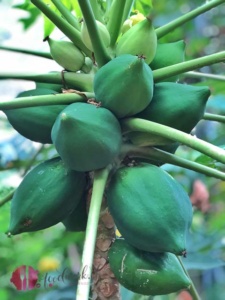 Papaya am Baum