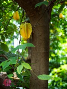 karambole und wie sie am baum wächst