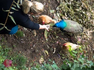 Caro mit Pfau und Hühner