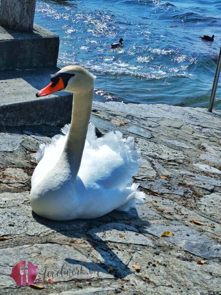 Schwan in Ascona