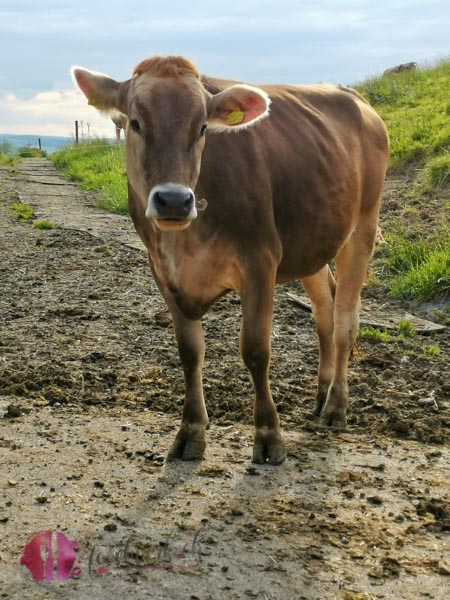 Braunvieh im Thurga