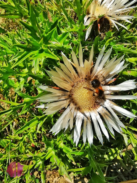 Blumen auf dem Weg