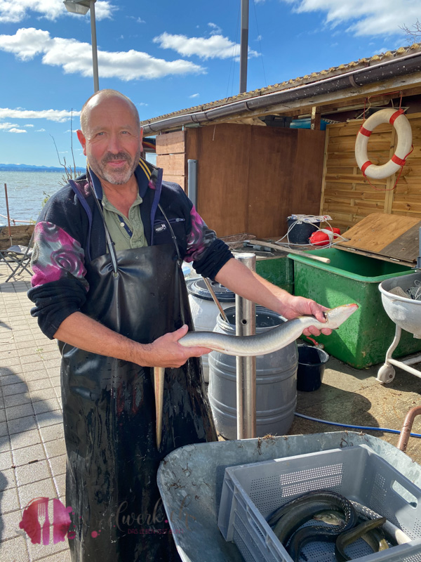 Aal und Fischer am Bodensee