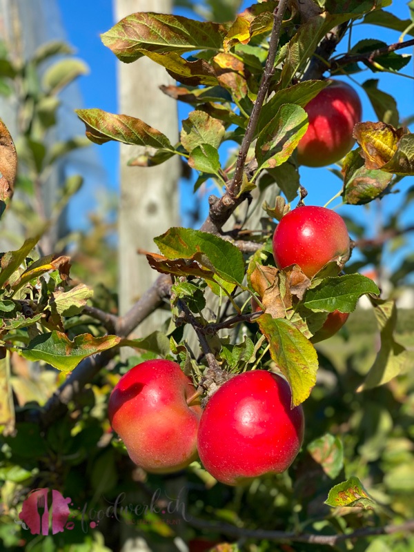 Reife Aepfel am Apfelbaum