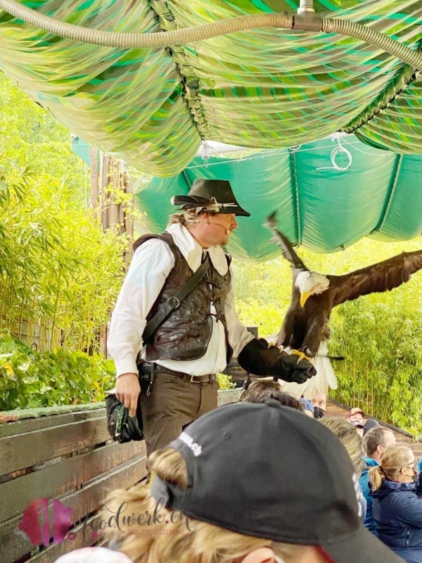 Weisskopf Seeadler auf der Hand des Falkners