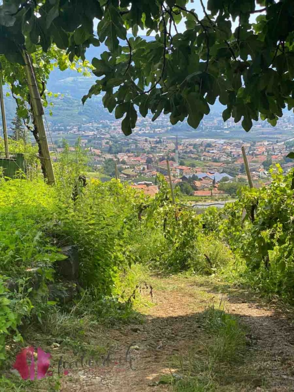 Sicht auf Algund vom Popphof Marling