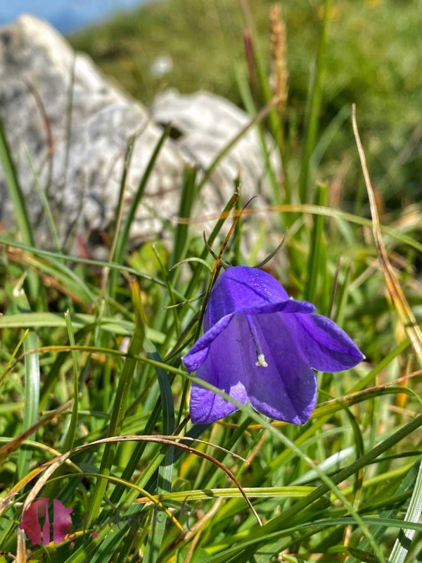 Fauna in den Bergen beim Seefelder Joch