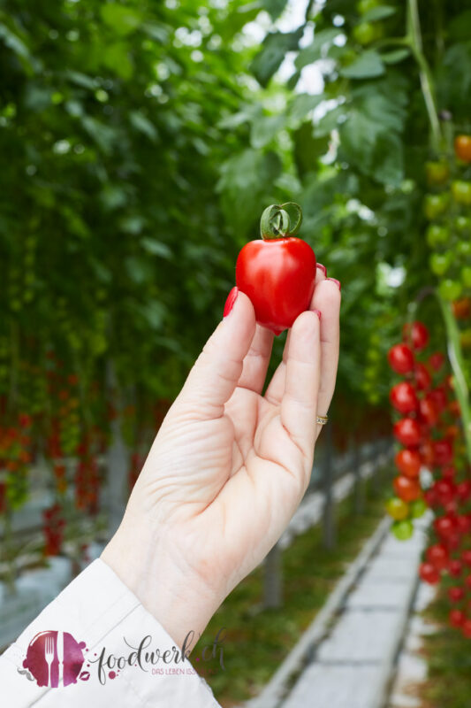 Herrlich reife Sweet Cherry Tomate