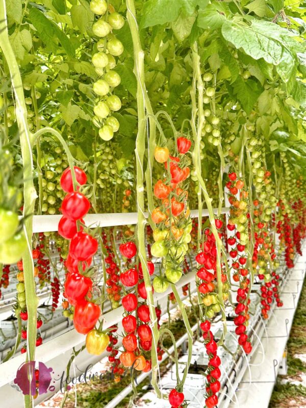 Tomaten im Gewächshaus